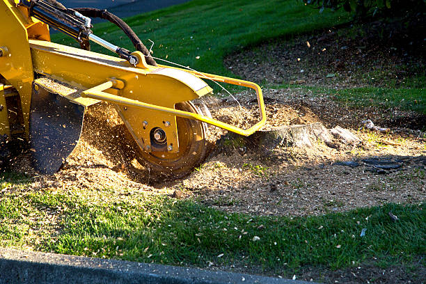 Leaf Removal in Avilla, AR